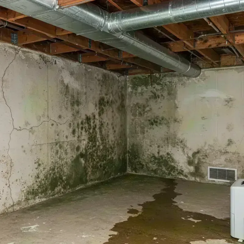 Professional Mold Removal in Riverview, MO